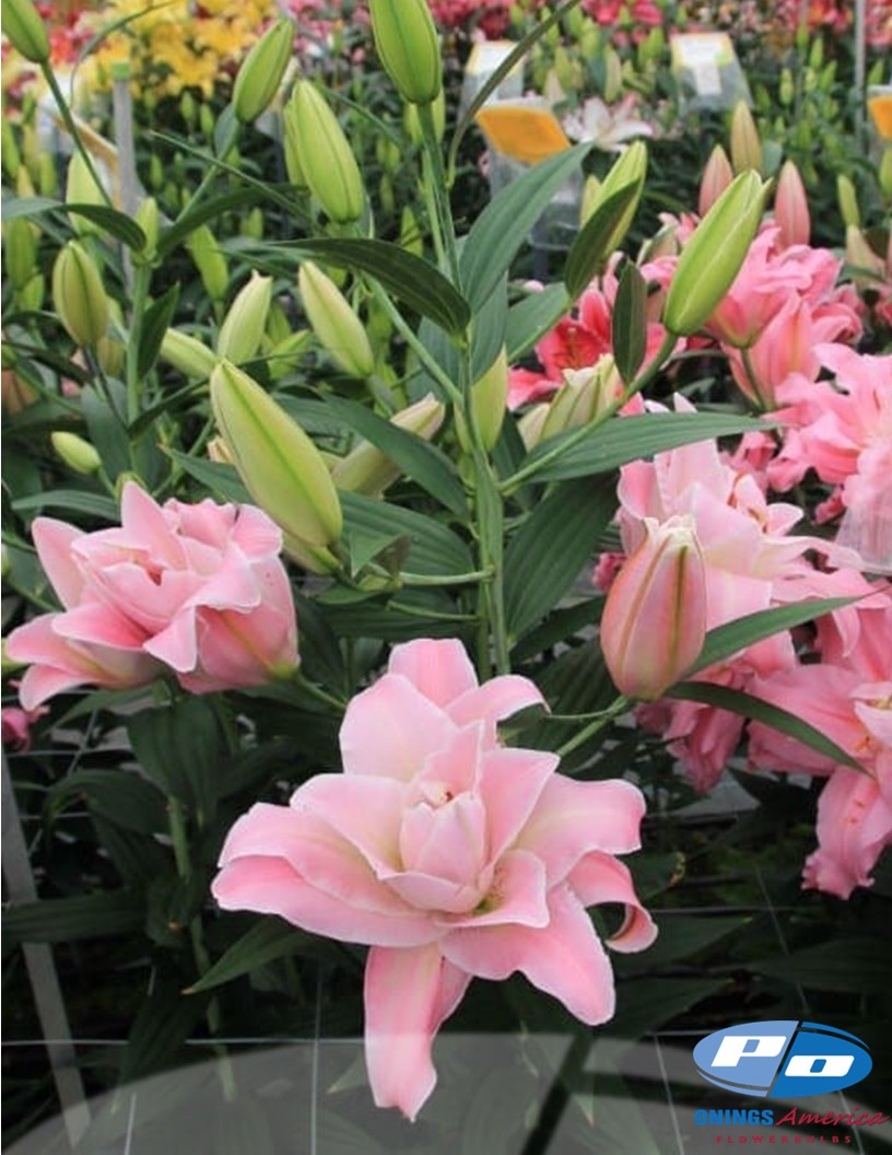 Magic Princess  - Double / Pollen-less Oriental Hybrid Lilies Photo #2