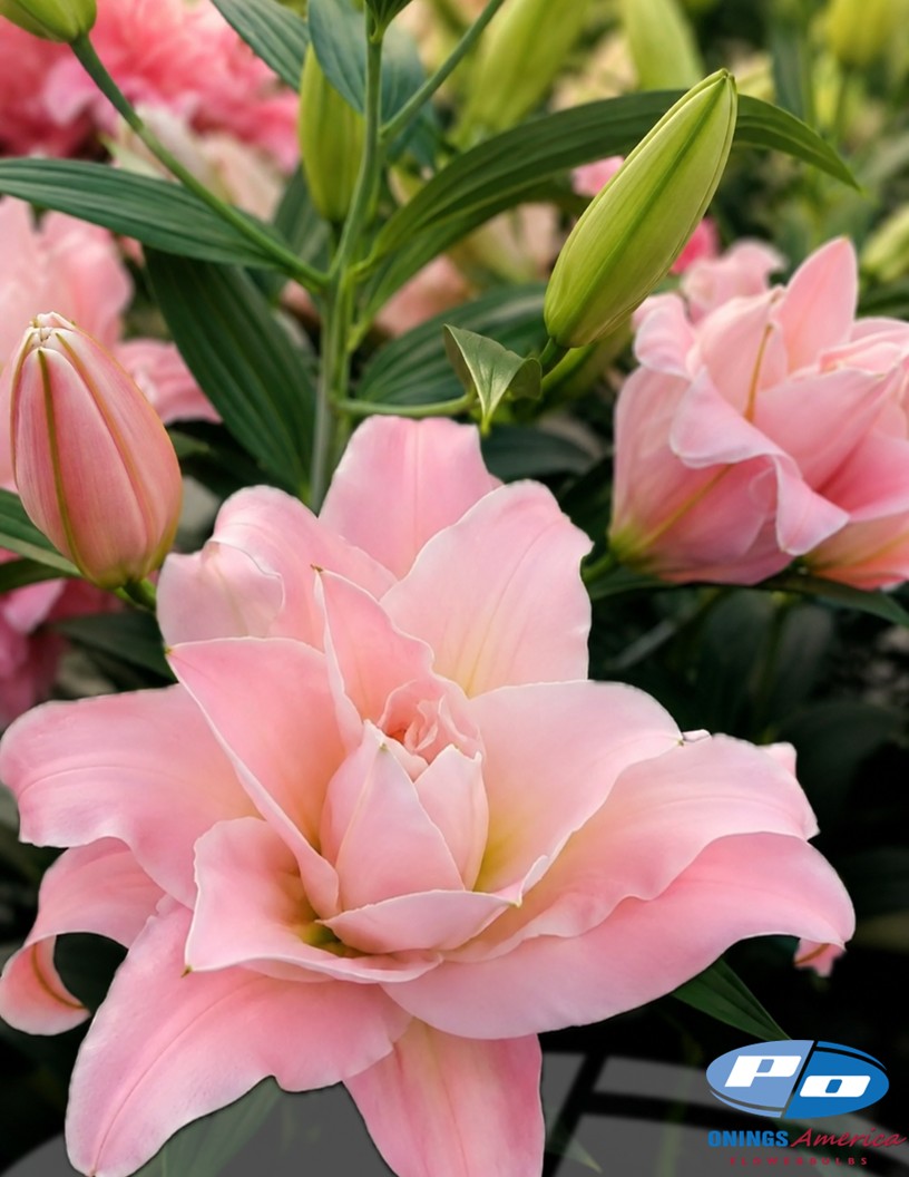 Magic Princess  - Double / Pollen-less Oriental Hybrid Lilies Photo #1