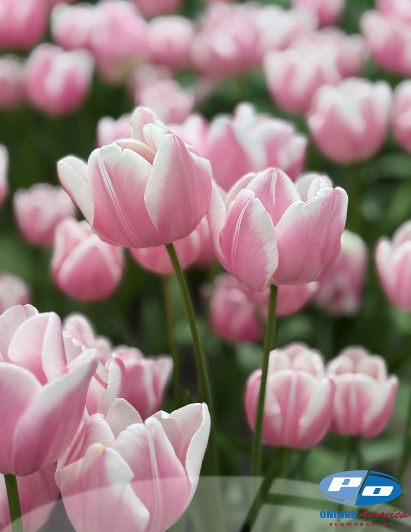 Mango Charm - Tulips