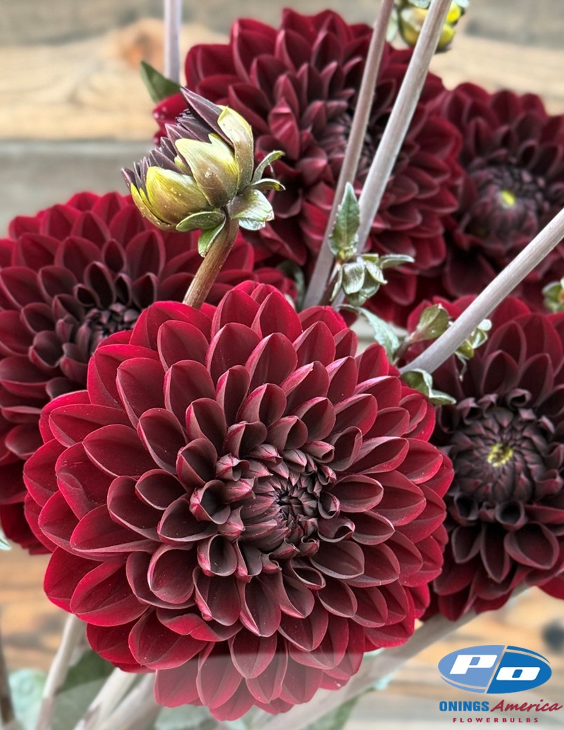 Manoa - Dahlia Photo #2