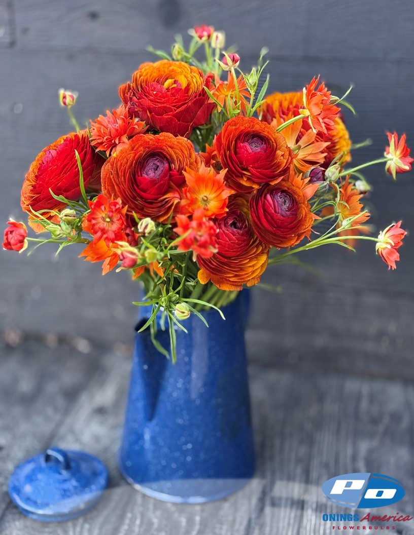 Cloni Success Brownie (700 MAR) - Cloni® Ranunculus Photo #2