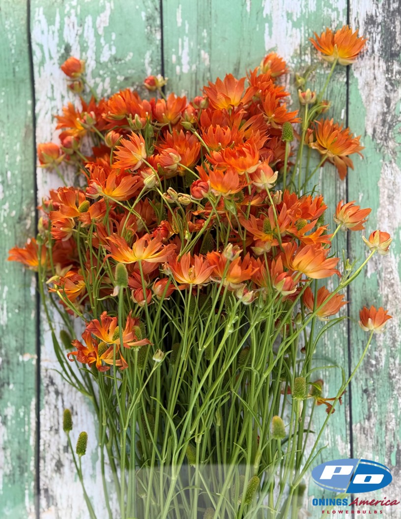 Moderna Natura Mars (MDN842) - Natura Moderna® Ranunculus Photo #1