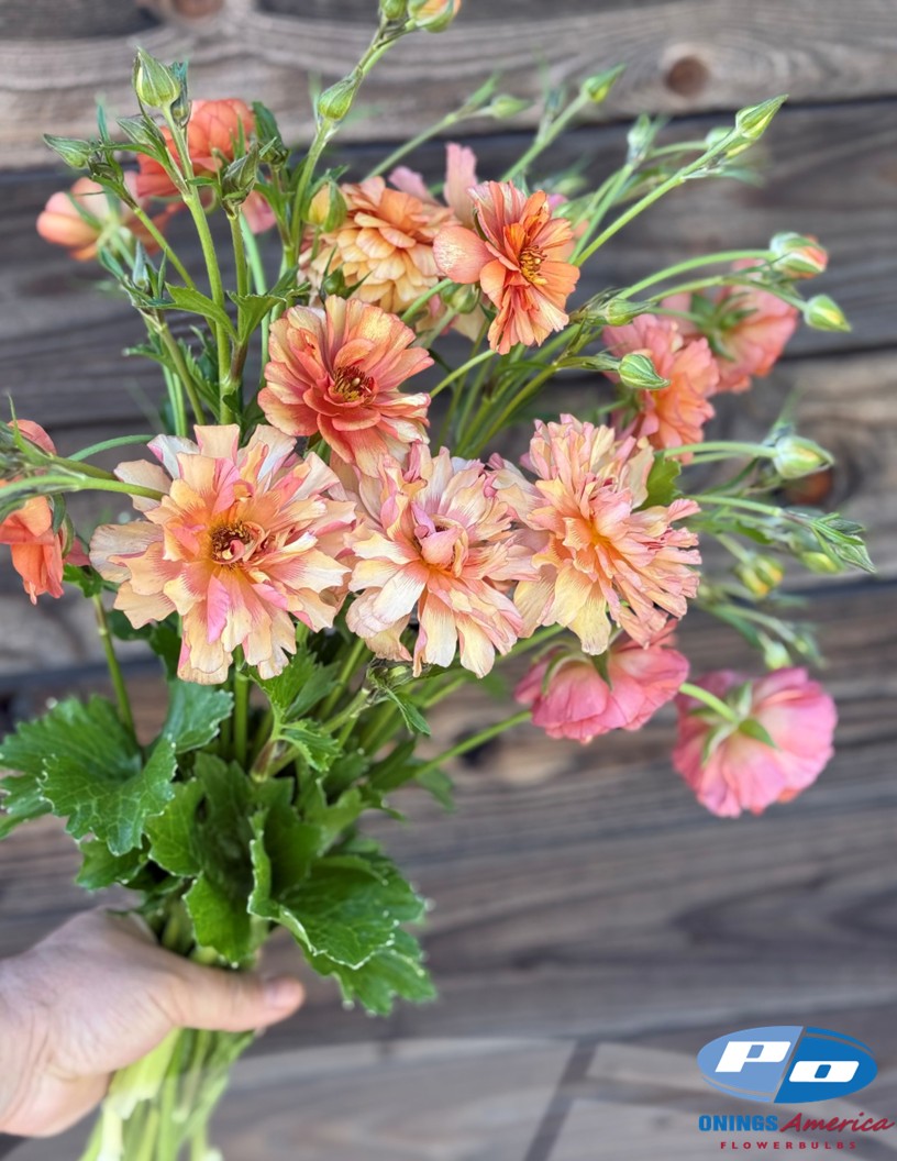 Natura Moderna 1845 (new) - Natura Moderna® Ranunculus Photo #2