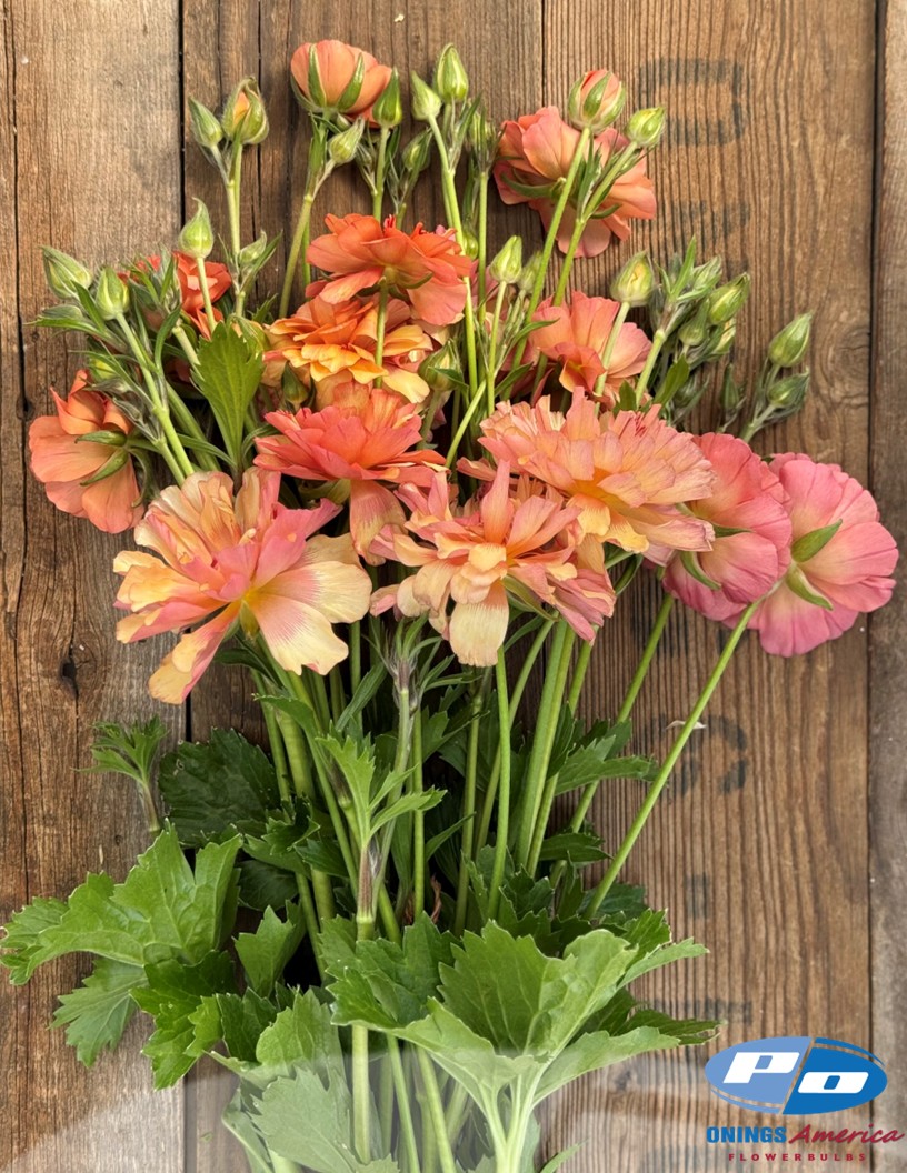 Natura Moderna 1845 (new) - Natura Moderna® Ranunculus Photo #2