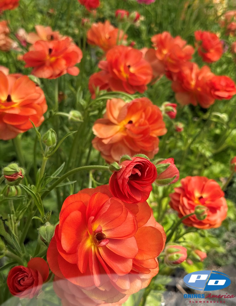 Natura Moderna 1858 (new) - Natura Moderna® Ranunculus