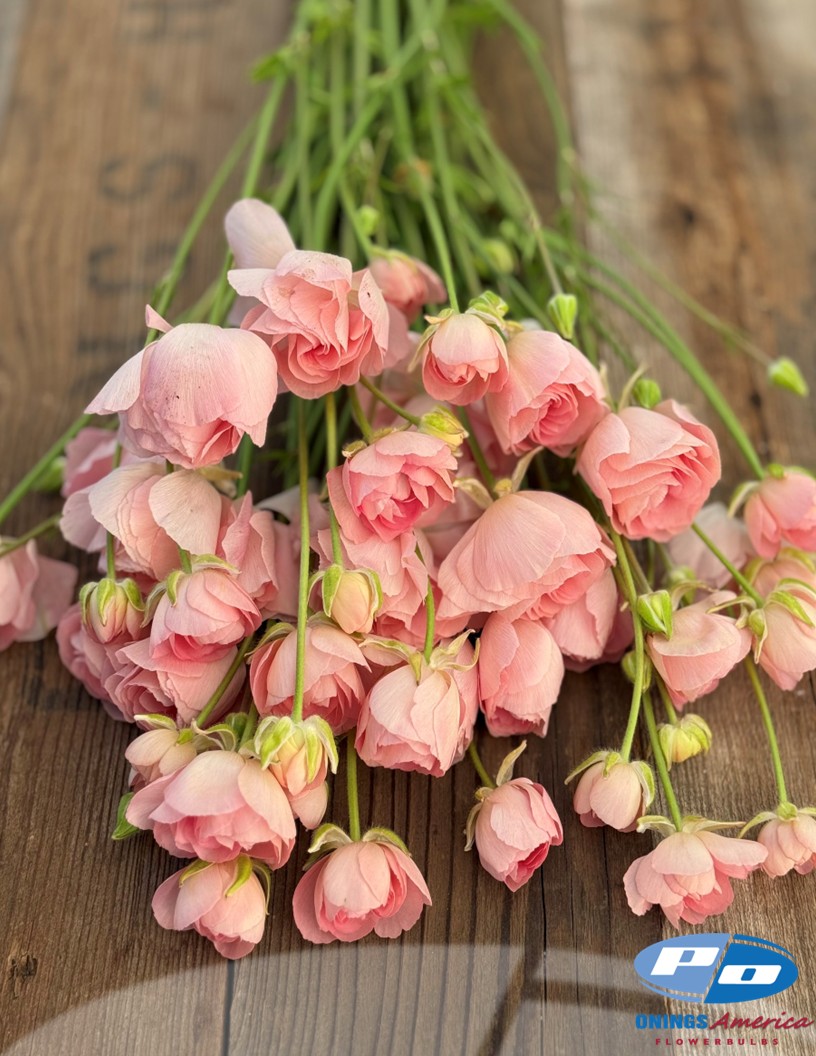 Natura Moderna 1861 (new) - Natura Moderna® Ranunculus Photo #2