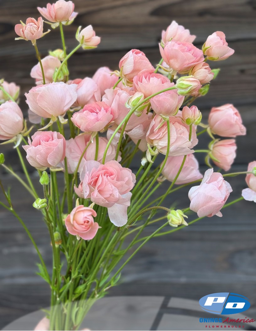 Natura Moderna 1861 (new) - Natura Moderna® Ranunculus Photo #2