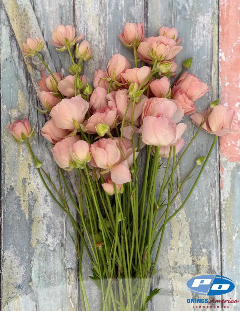 Natura Moderna 1861 (new) - Natura Moderna® Ranunculus Photo #1