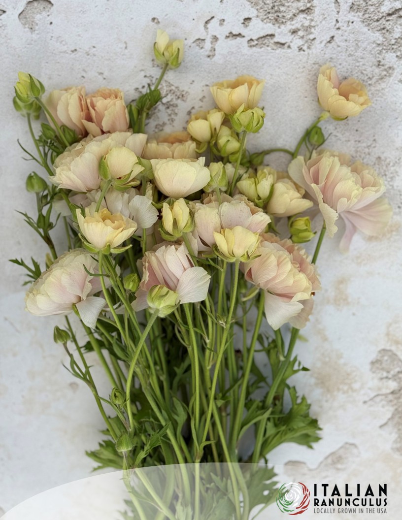 Natura Moderna 1867 (new) - Natura Moderna® Ranunculus Photo #2