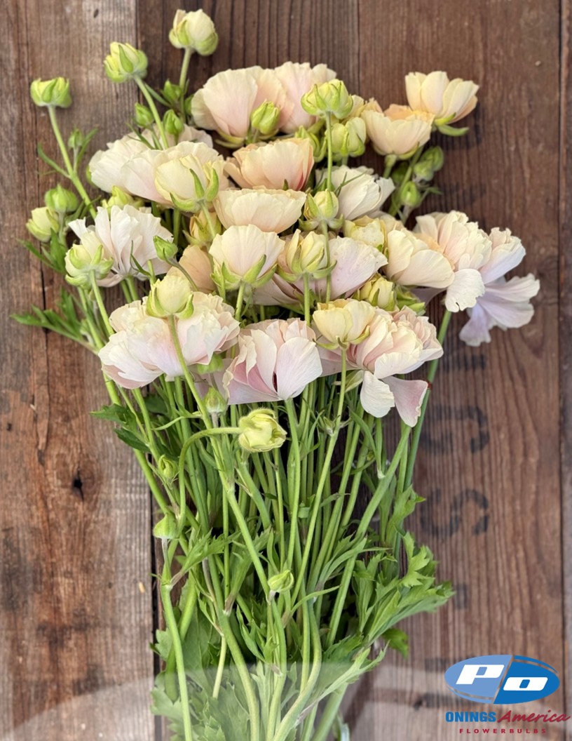 Natura Moderna 1867 (new) - Natura Moderna® Ranunculus Photo #2