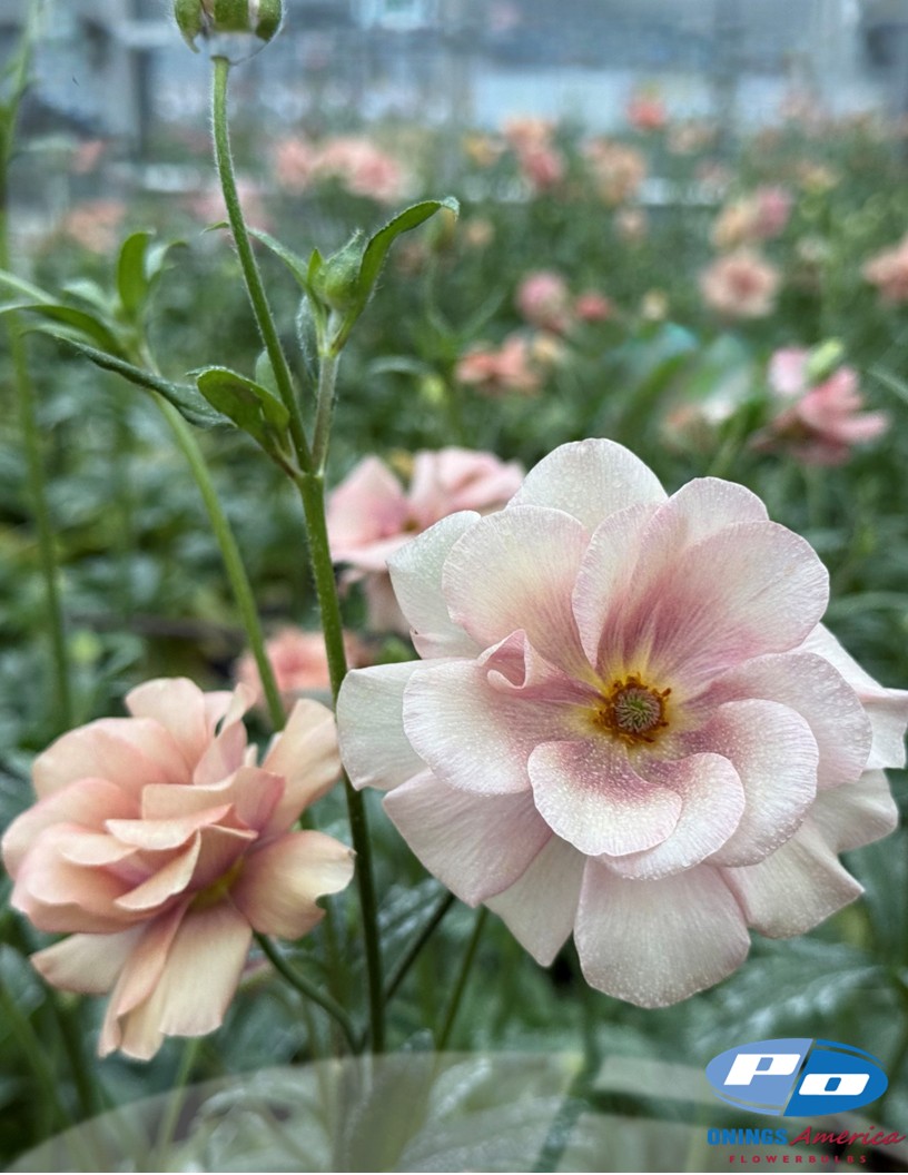 Natura Moderna 1879 (new) - Natura Moderna® Ranunculus Photo #2