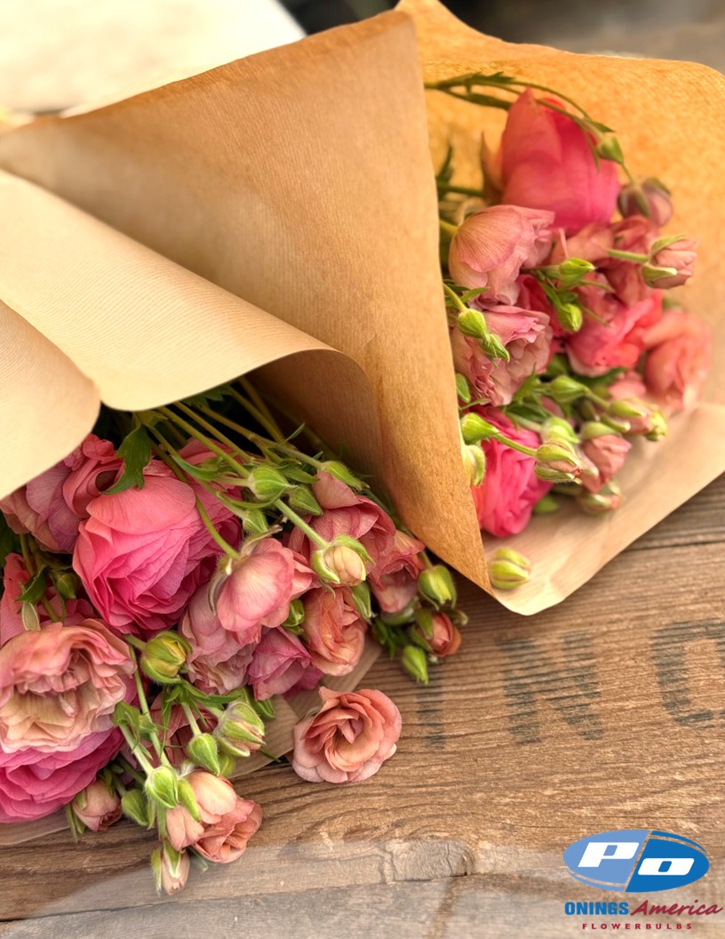 Natura Moderna 1879 (new) - Natura Moderna® Ranunculus Photo #2