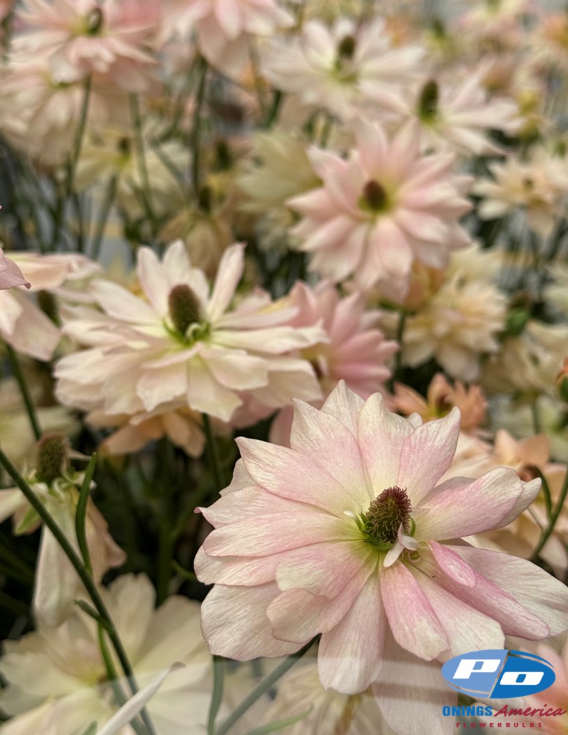 Natura Moderna Aurora (1827MDN) - Natura Moderna® Ranunculus Photo #2
