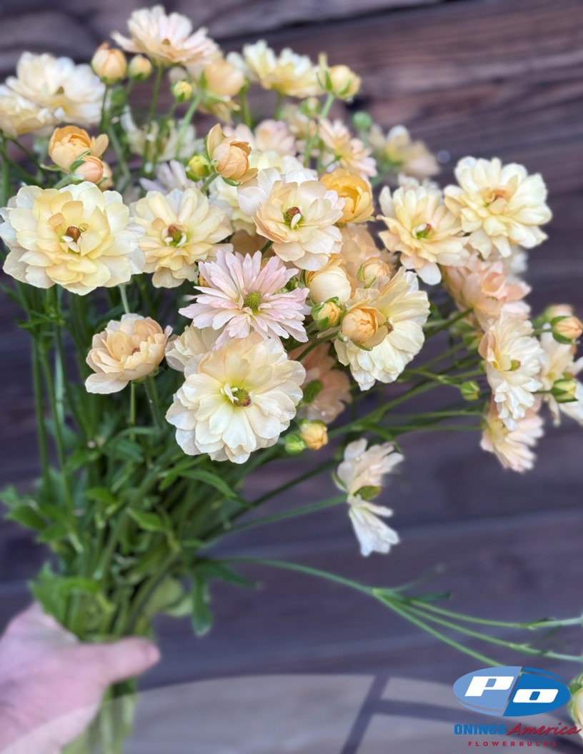 Natura Moderna Aurora (1827MDN) - Natura Moderna® Ranunculus Photo #2