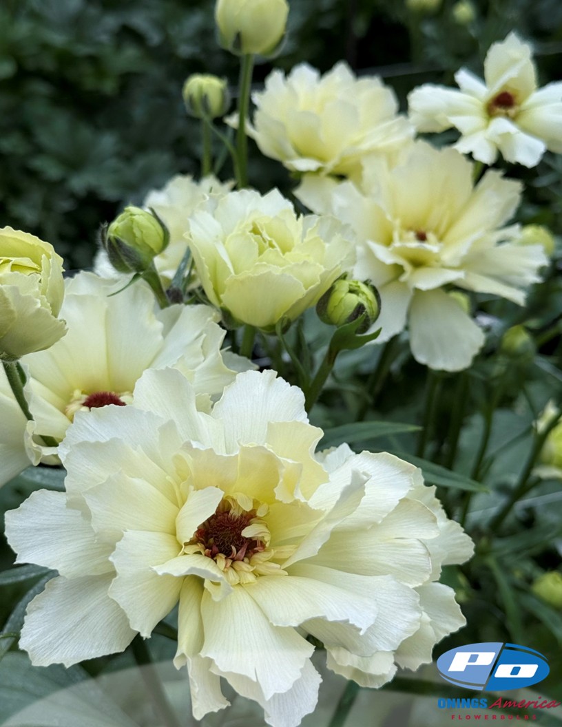 Natura Moderna Cometa 842 (new) - Natura Moderna® Ranunculus Photo #2