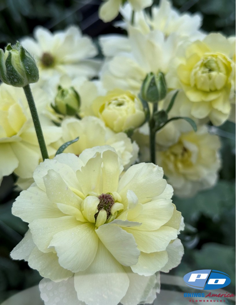 Natura Moderna Cometa 842 (new) - Natura Moderna® Ranunculus Photo #2