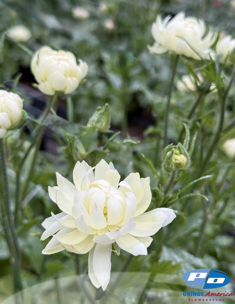 Natura Moderna Galaxy (MDN 800) - Natura Moderna® Ranunculus Photo #1