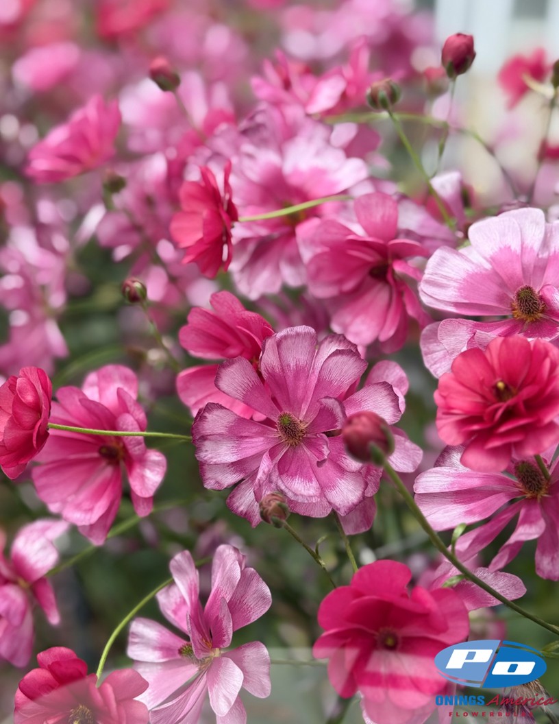 Natura Moderna Minuetto (1830 MDN) - Natura Moderna® Ranunculus Photo #2