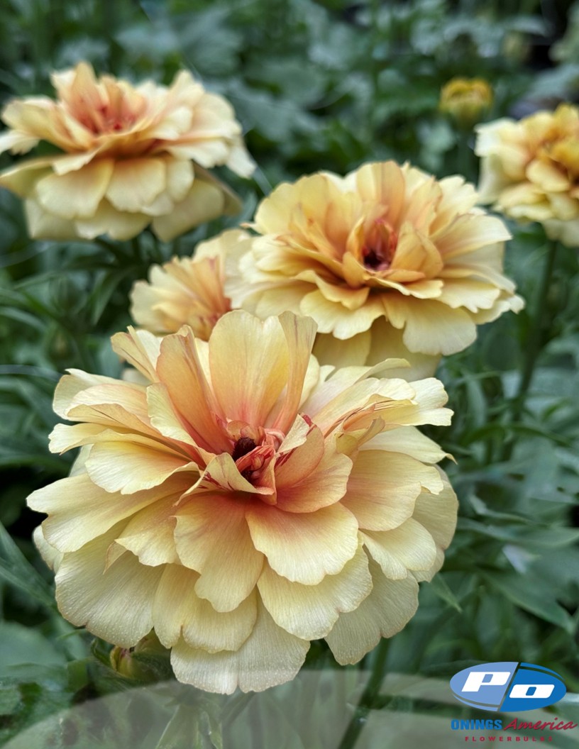 Natura Moderna Oriente (MDN 1870) - Natura Moderna® Ranunculus Photo #2