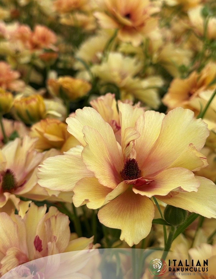 Natura Moderna Oriente (MDN 1870) - Natura Moderna® Ranunculus Photo #2