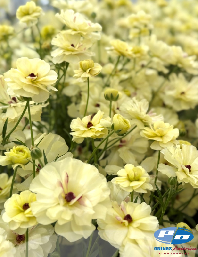 Natura Moderna Cappuccino (843 MDN) - Natura Moderna® Ranunculus Photo #2