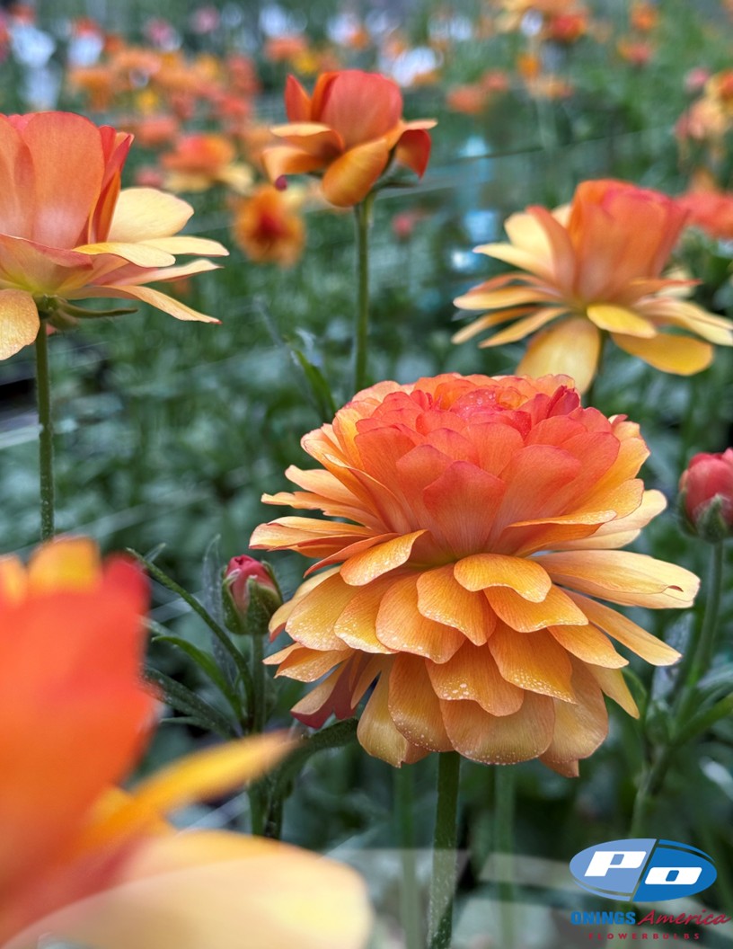 Natura Moderna Vesuvio (MDN 829) - Natura Moderna® Ranunculus Photo #2