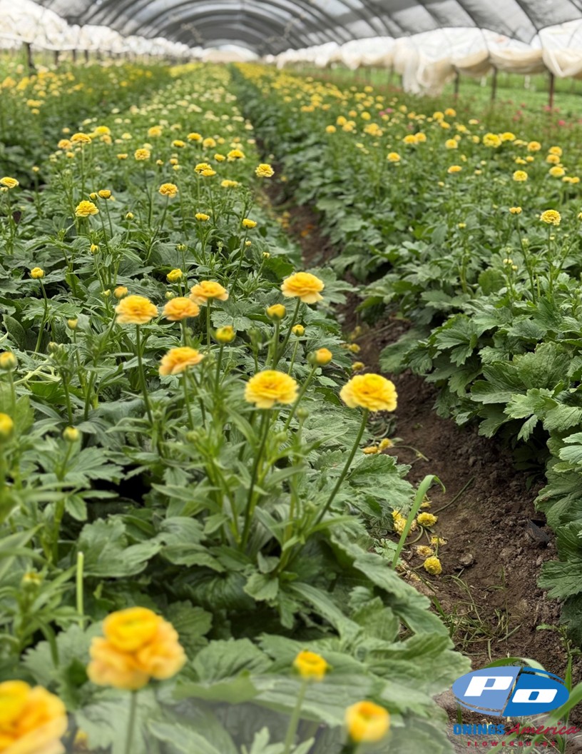 Natura Moderna Miele (814MDN) - Natura Moderna® Ranunculus Photo #2