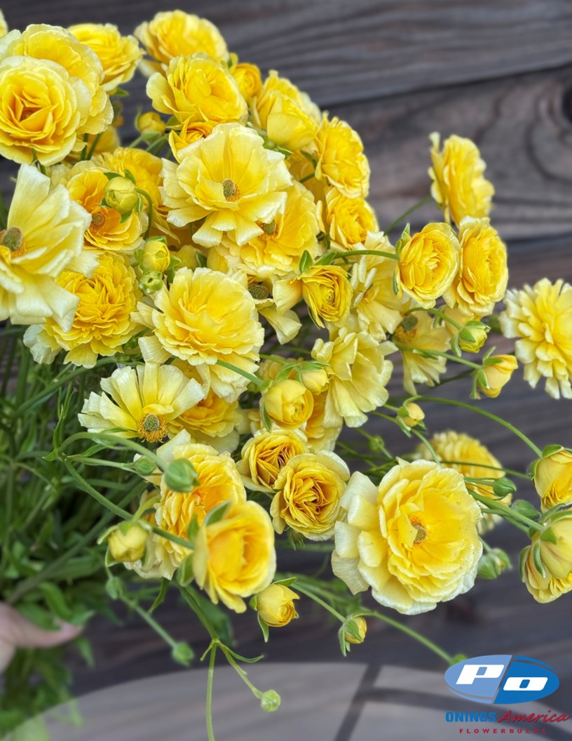 Natura Moderna Miele (814MDN) - Natura Moderna® Ranunculus Photo #1