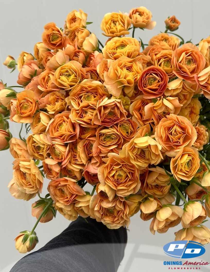 Natura Moderna Miele (814MDN) - Natura Moderna® Ranunculus Photo #2