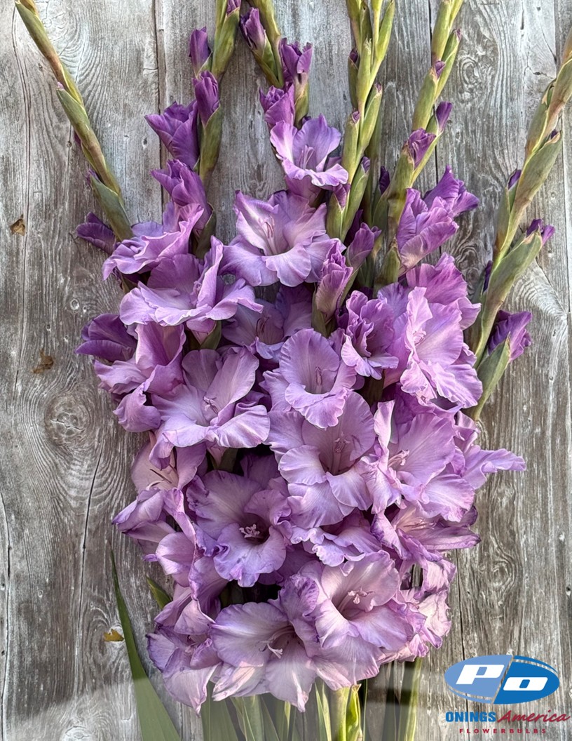 Milka  - Gladiolus Photo #2