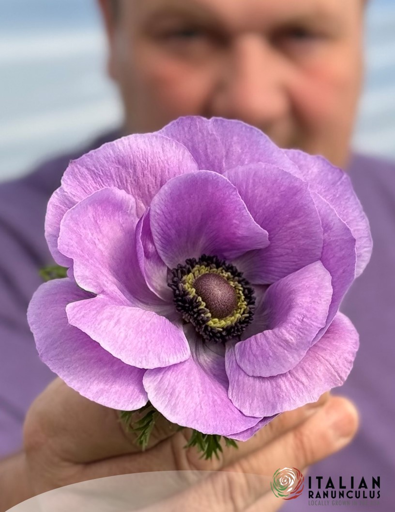 Mistral Milka - Mistral Anemone Photo #2