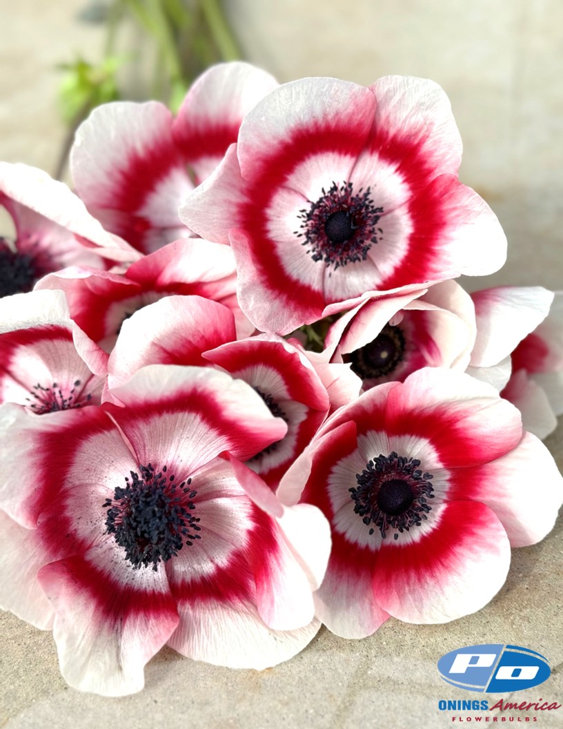 Mistral Bi Colore - Mistral Anemone Photo #2