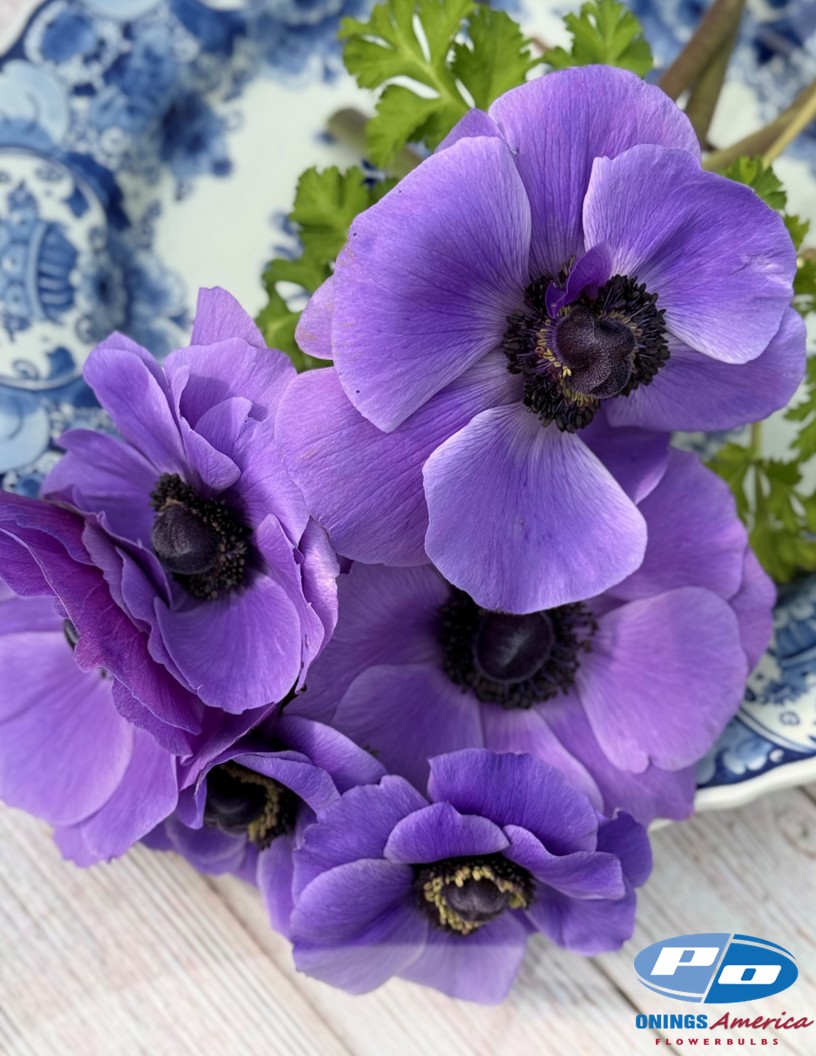 Mistral Blu - Mistral Anemone Photo #2