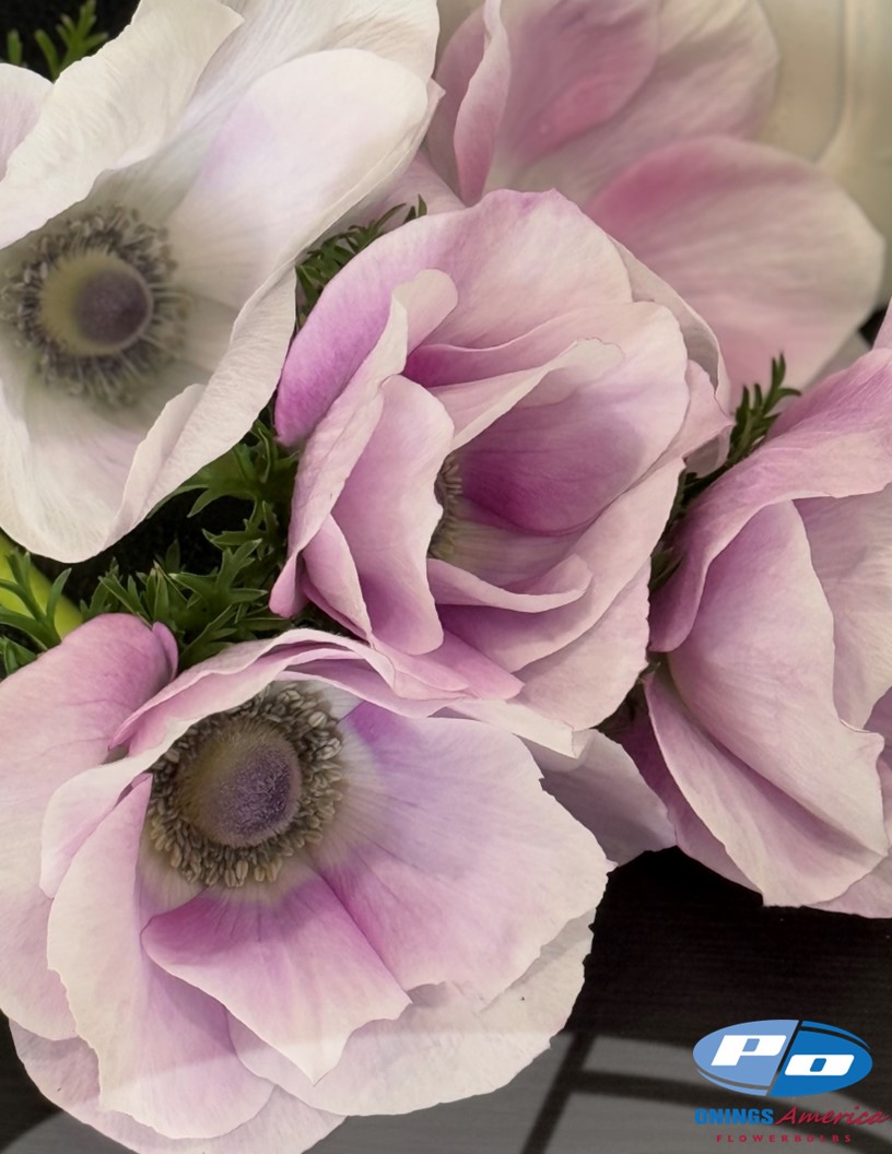 Mistral Pale - Mistral Anemone Photo #2