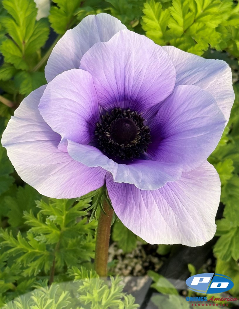 Mistral Azzurro - Mistral Anemone Photo #2