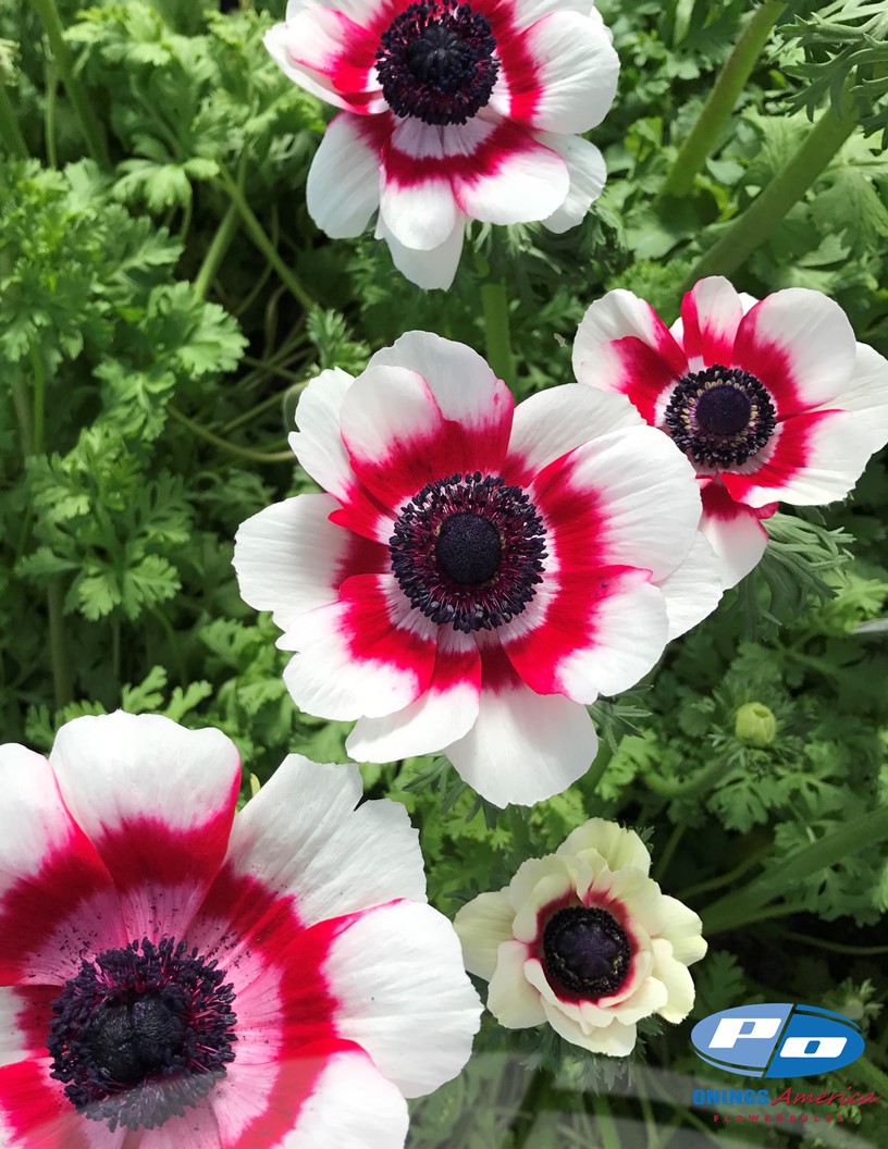 Mistral Bi Colore - Mistral Anemone Photo #2