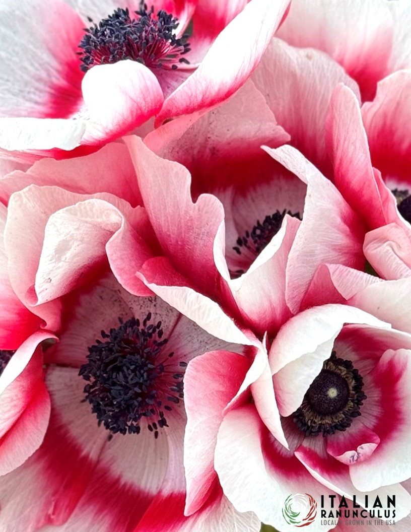 Mistral Bi Colore - Mistral Anemone Photo #2