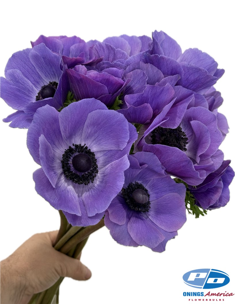 Mistral Blu - Mistral Anemone Photo #2