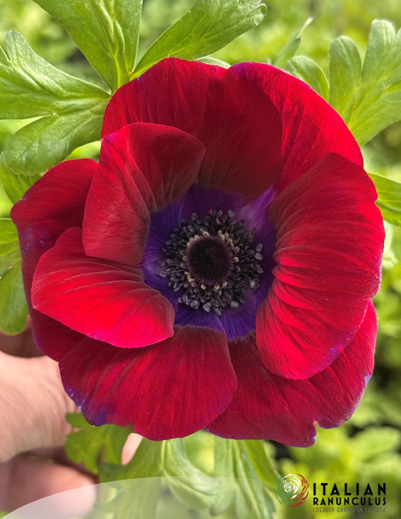 Mistral Bordeaux - Mistral Anemone Photo #2