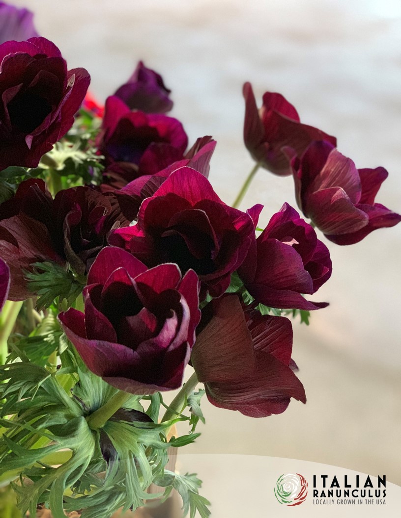 Mistral Bordeaux - Mistral Anemone Photo #2