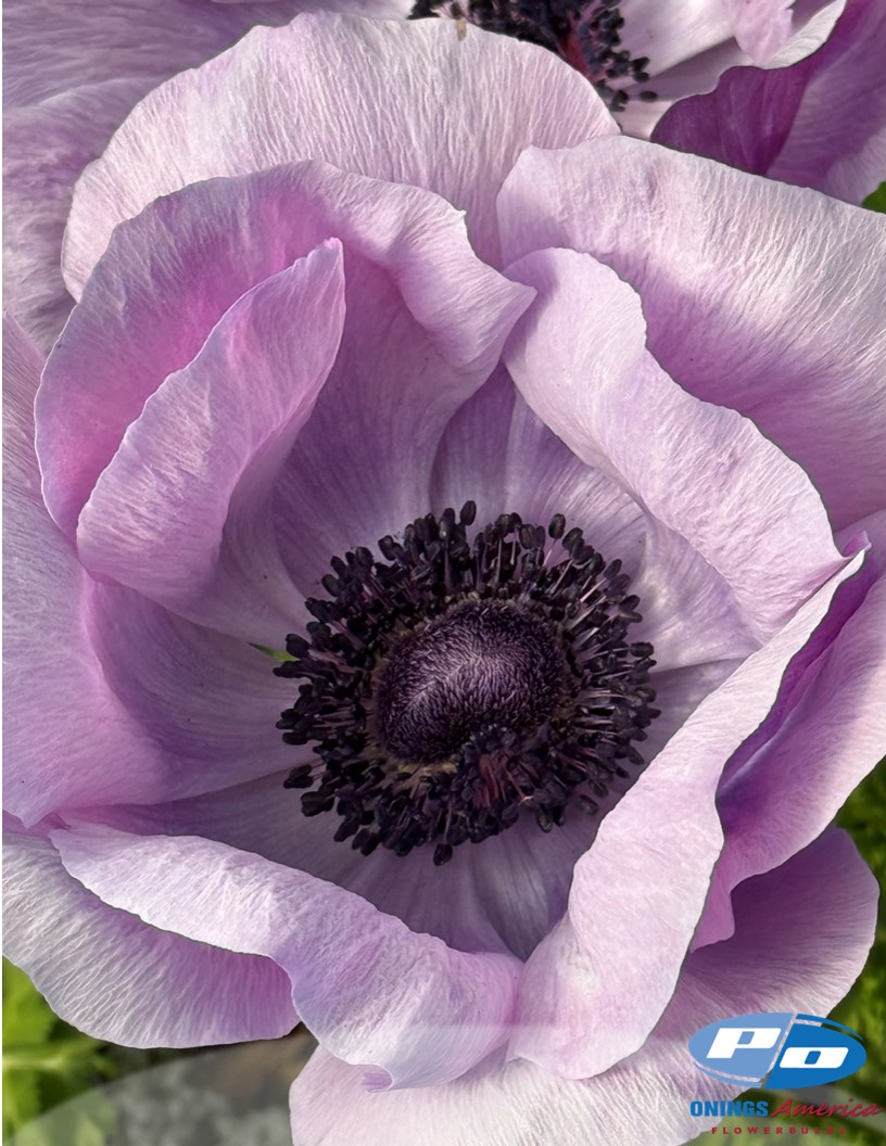 Mistral Milka - Mistral Anemone Photo #2