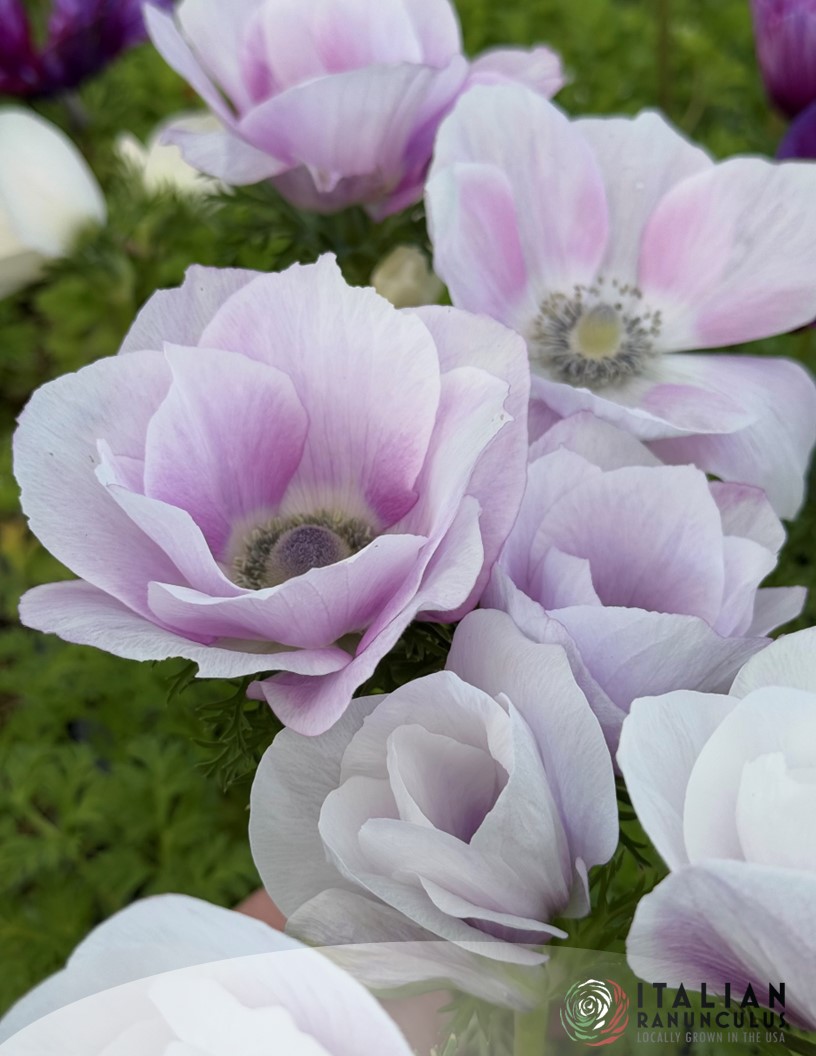Mistral Pale - Mistral Anemone Photo #2