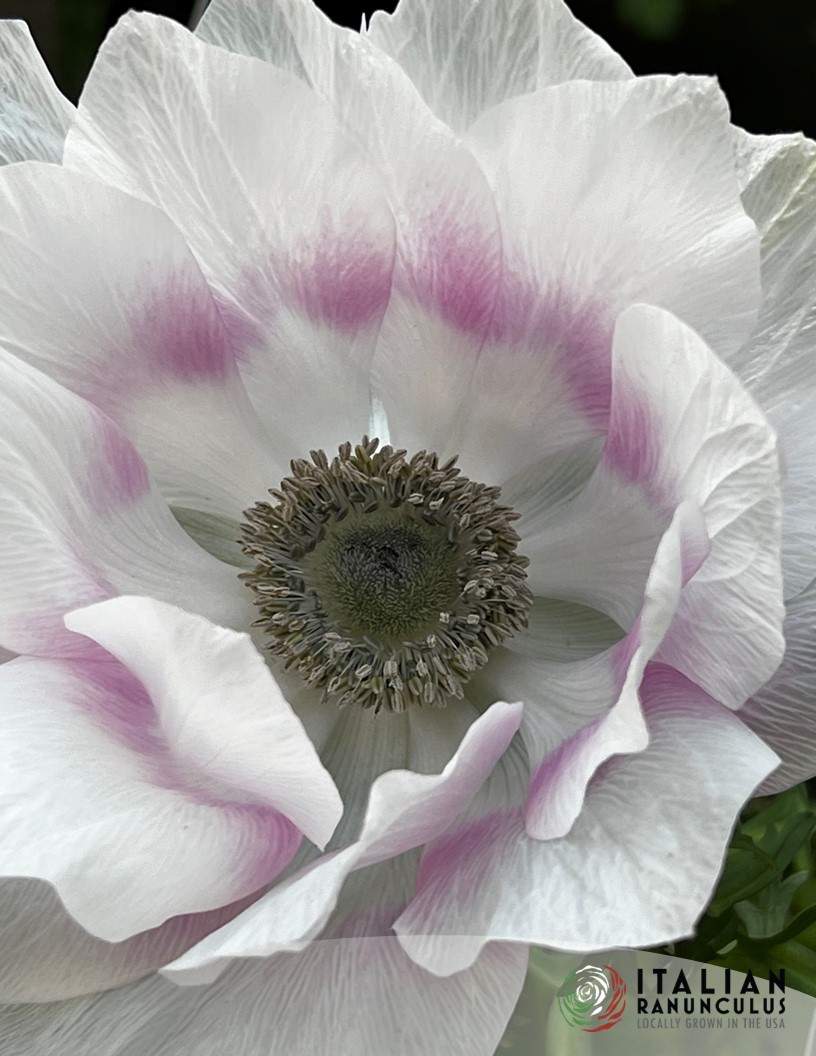 Mistral Pale - Mistral Anemone Photo #2