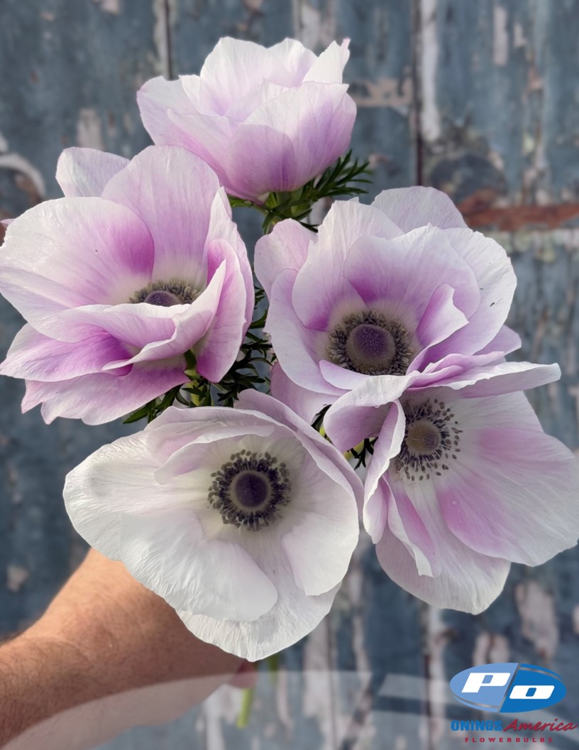 Mistral Pale - Mistral Anemone Photo #2
