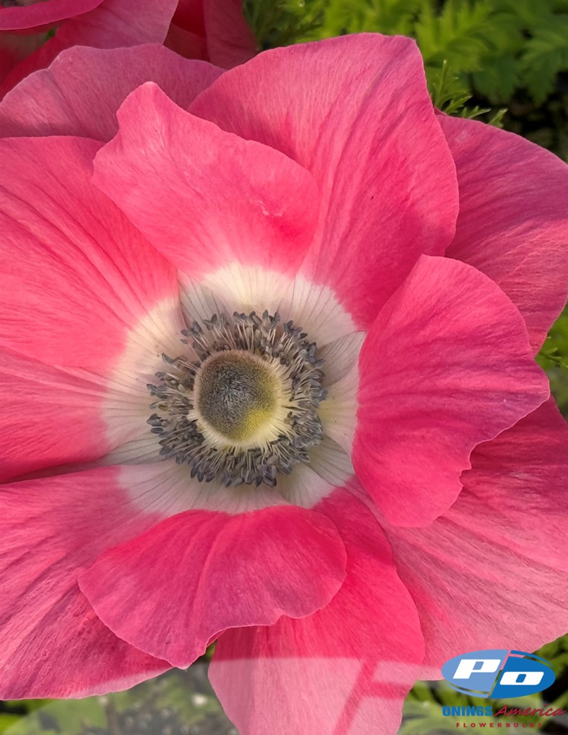 Mistral Rosa Antico - Mistral Anemone Photo #1