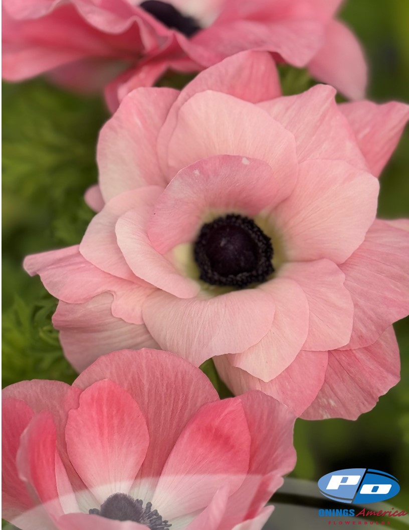 Mistral Rosa Chiaro - Mistral Anemone Photo #2