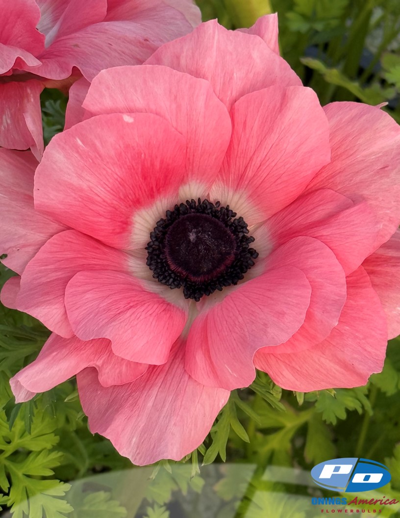 Mistral Rosa Chiaro - Mistral Anemone Photo #2