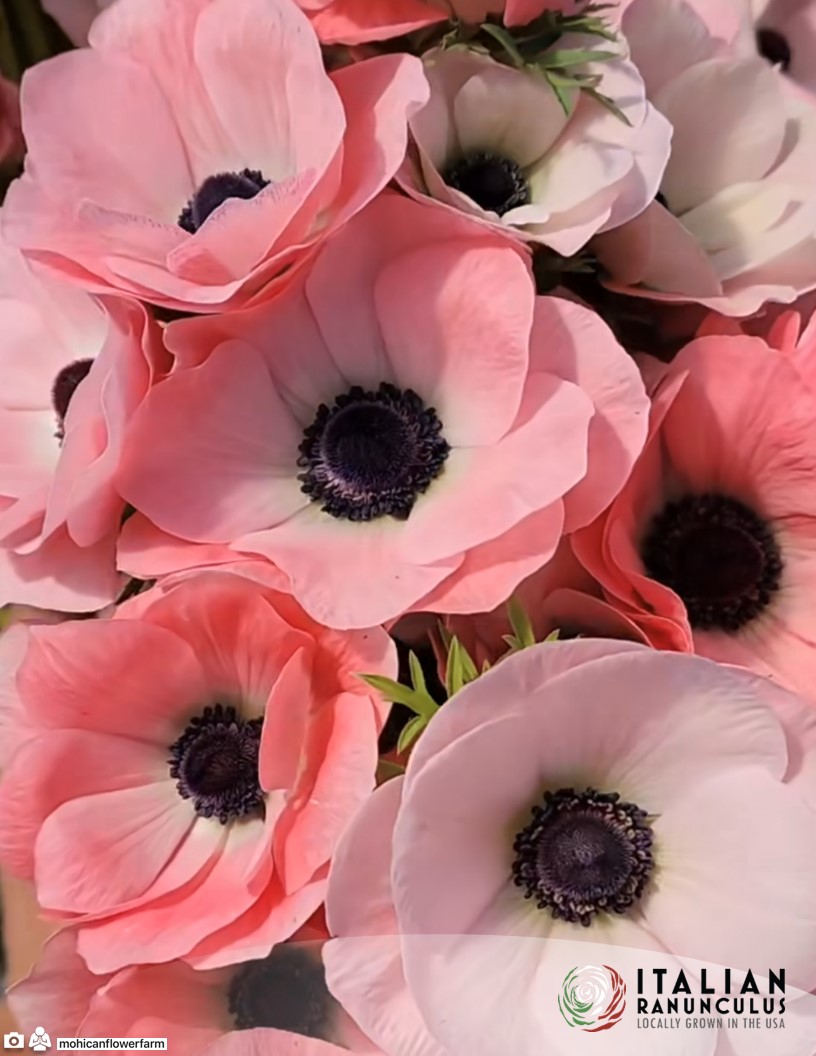 Mistral Rosa Chiaro - Mistral Anemone Photo #2