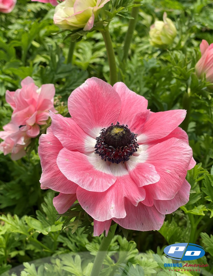 Mistral Rosa Chiaro - Mistral Anemone Photo #2