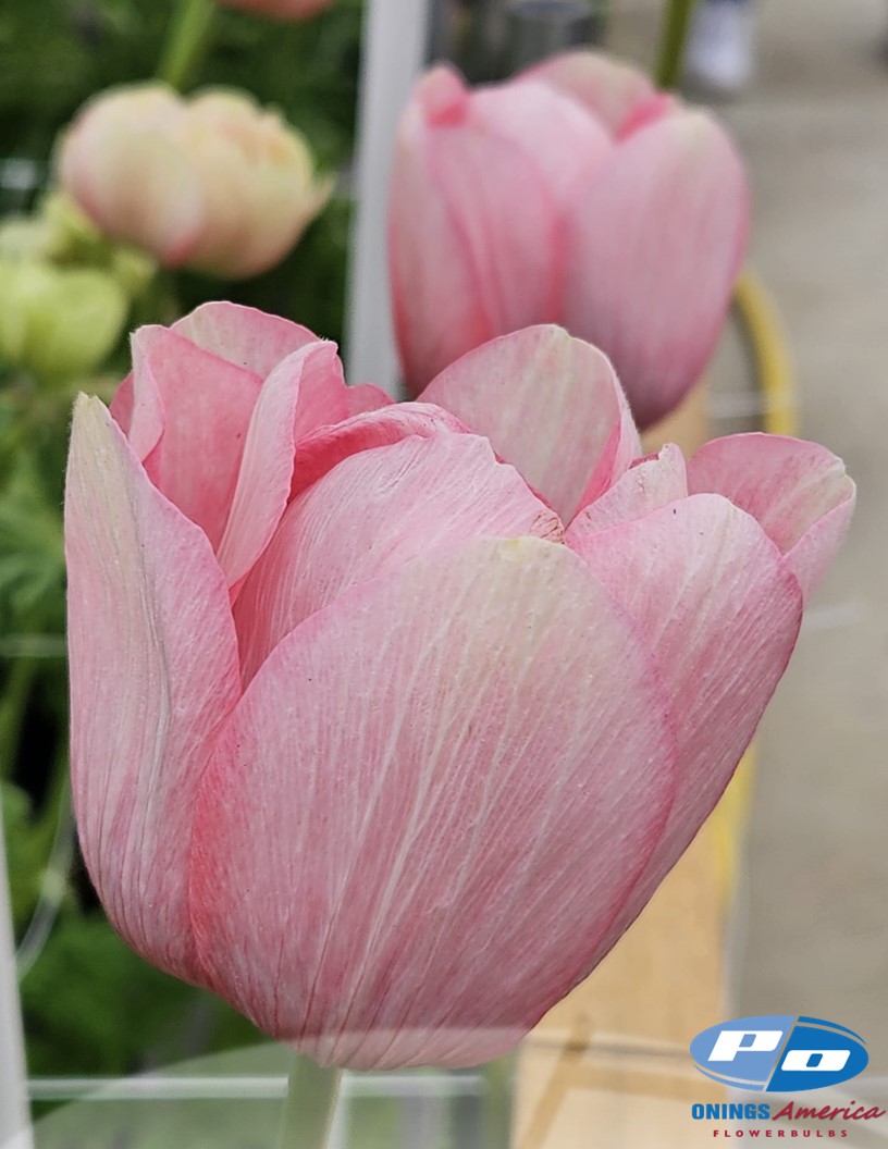Mistral Rosa Antico - Mistral Anemone Photo #2